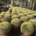 Echinokaktus grusonov (Echinocactus grusonii) - výška 30 cm, Ø 40-50 cm, kont. C35L - STARÝ A VZÁCNY EXEMPLÁR